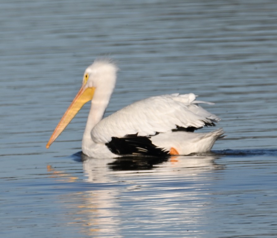 Amerika Pelikanı - ML646383419