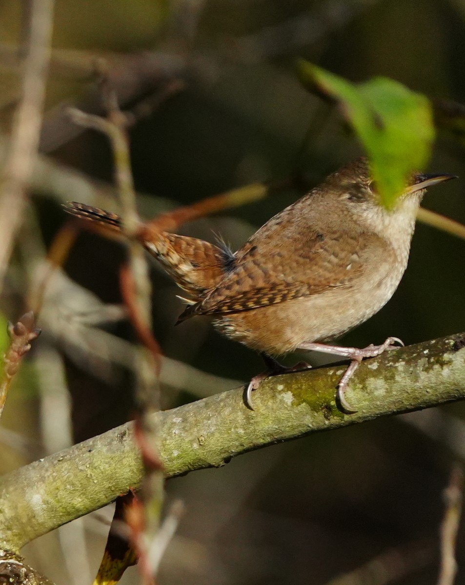 Northern House Wren - ML646383420