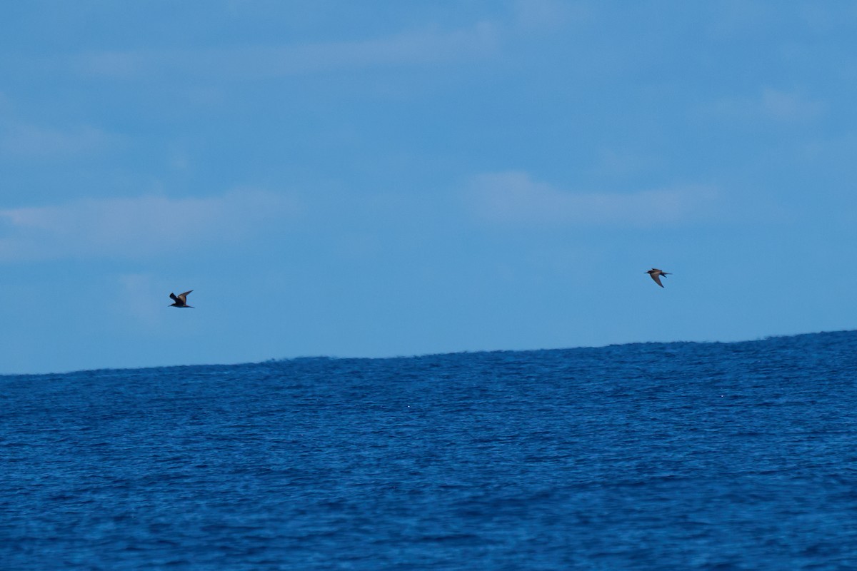 Brown Noddy - ML646383421