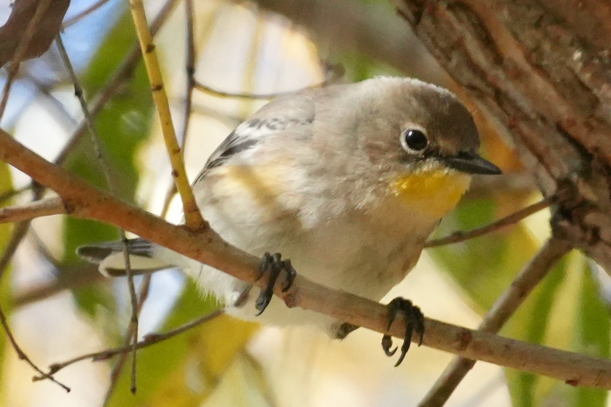 Yellow-rumped Warbler - ML646383424
