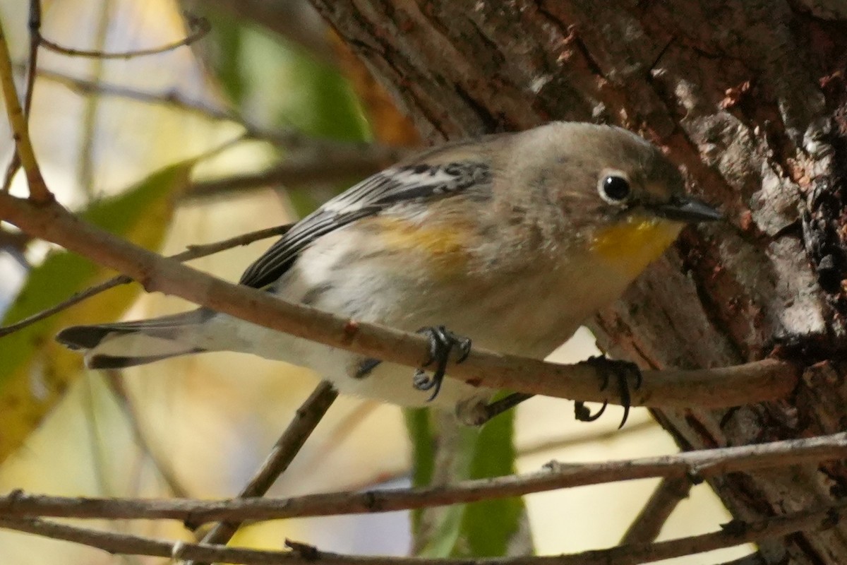 Yellow-rumped Warbler - ML646383425