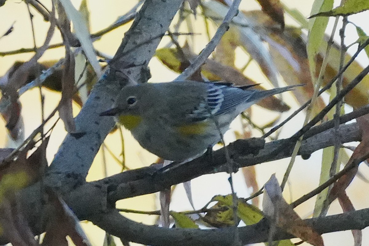 Yellow-rumped Warbler - ML646383426