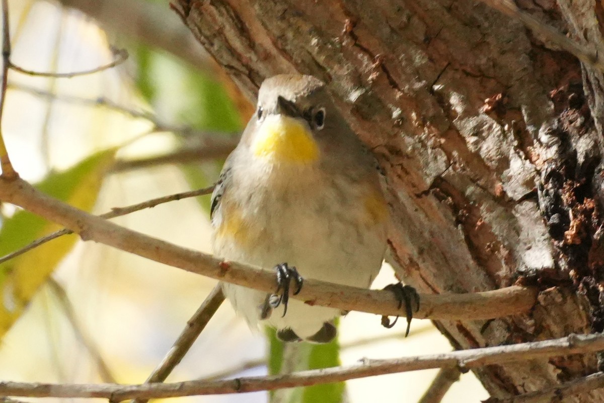 Yellow-rumped Warbler - ML646383427