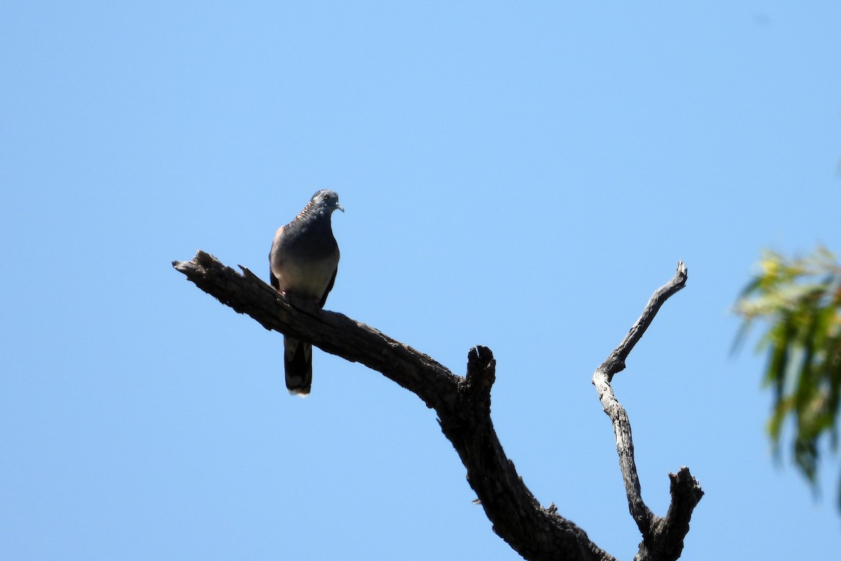 Bar-shouldered Dove - ML646383428