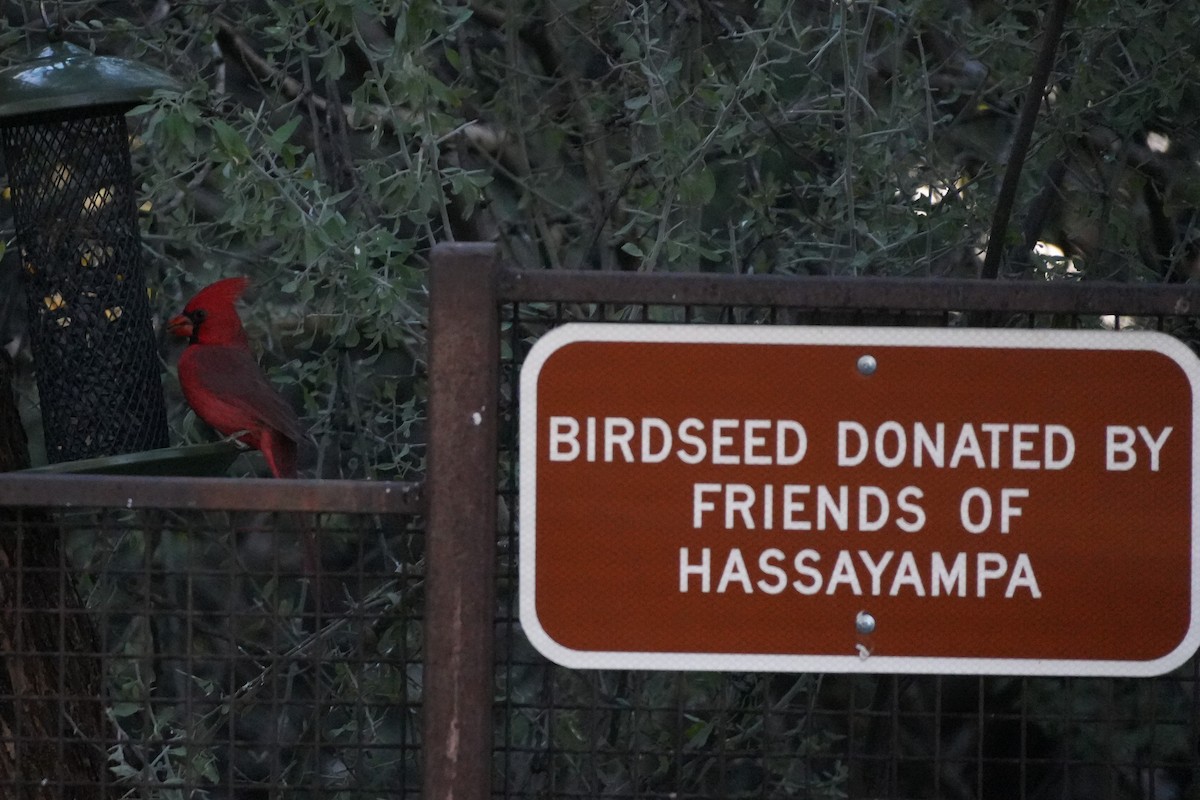 Northern Cardinal - ML646383429