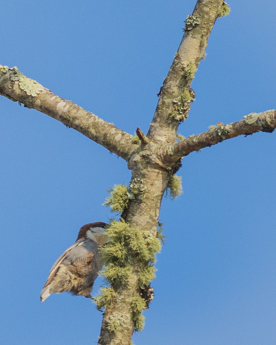 Brown-headed Nuthatch - ML646383431
