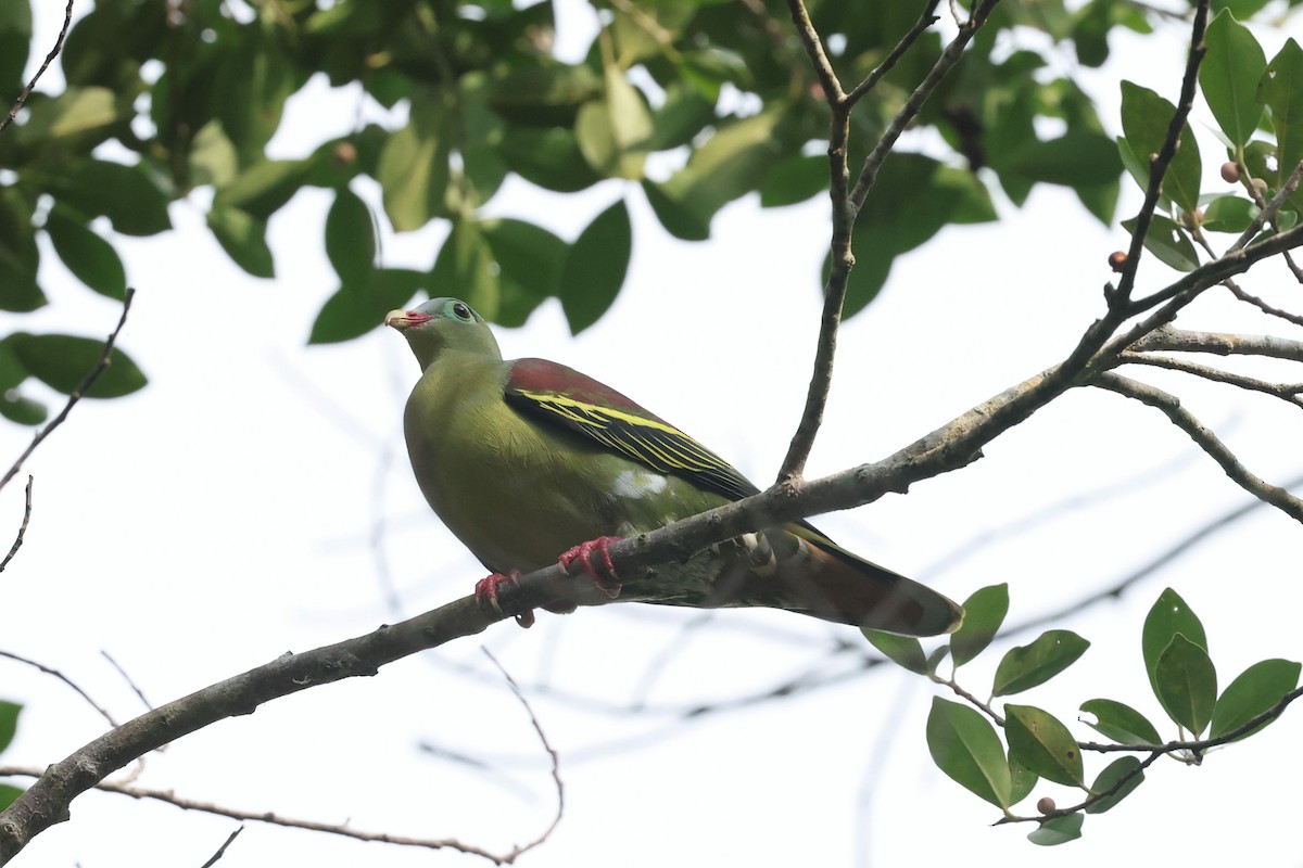 tykknebbgrønndue - ML646383432