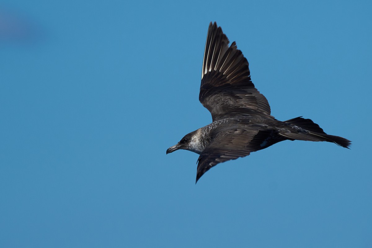 Pomarine Jaeger - ML646383438