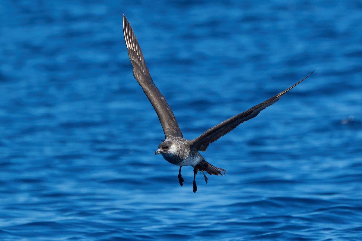 Pomarine Jaeger - ML646383439