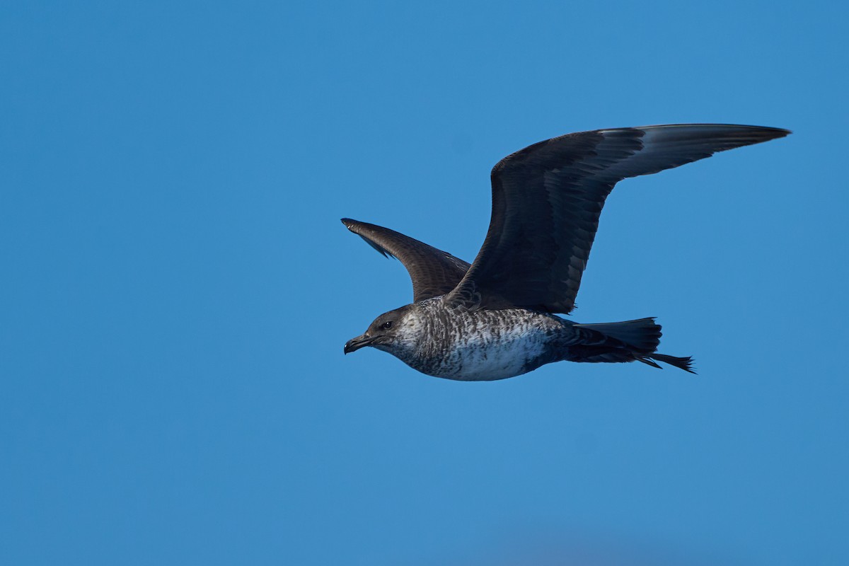 Pomarine Jaeger - ML646383440