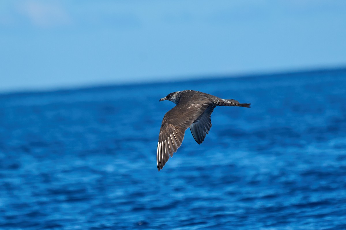 Pomarine Jaeger - ML646383441