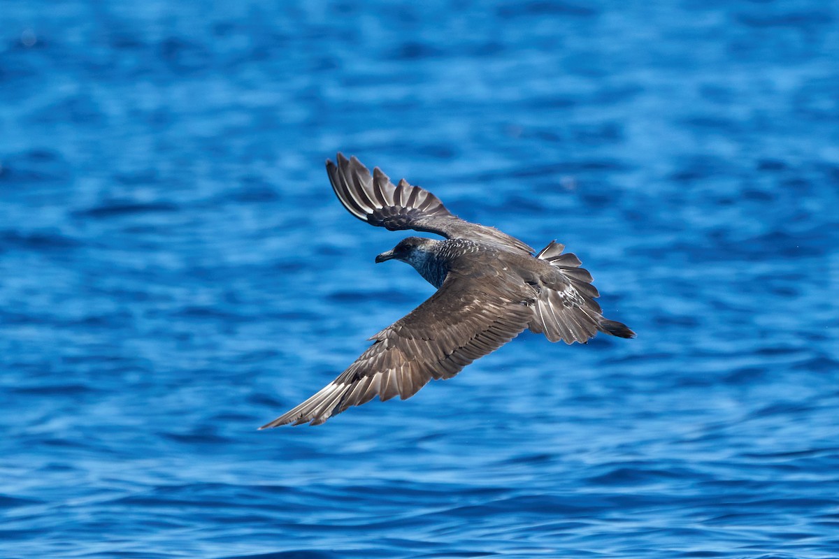 Pomarine Jaeger - ML646383442