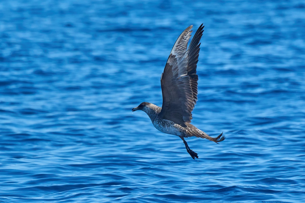 Pomarine Jaeger - ML646383443
