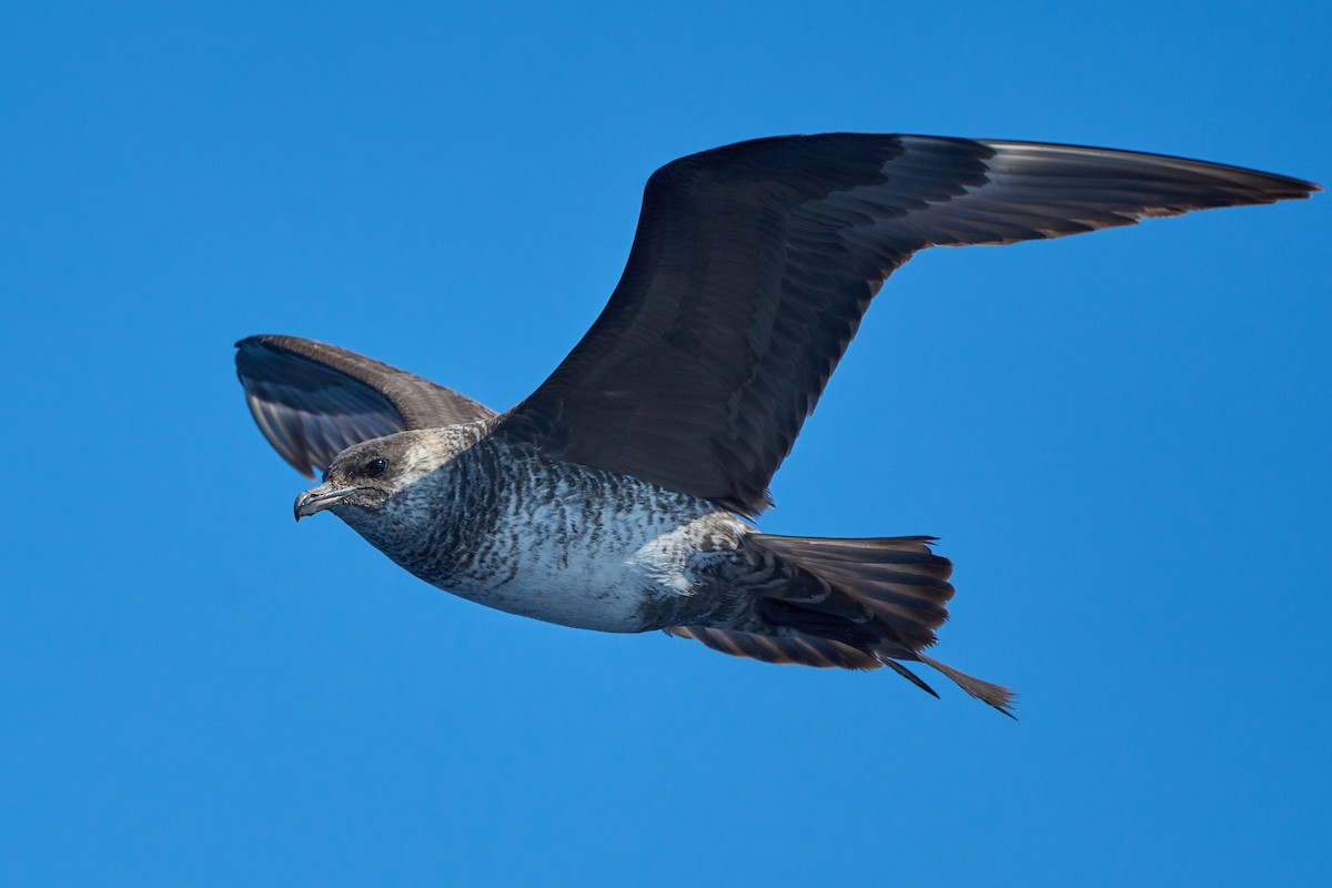 Pomarine Jaeger - ML646383444