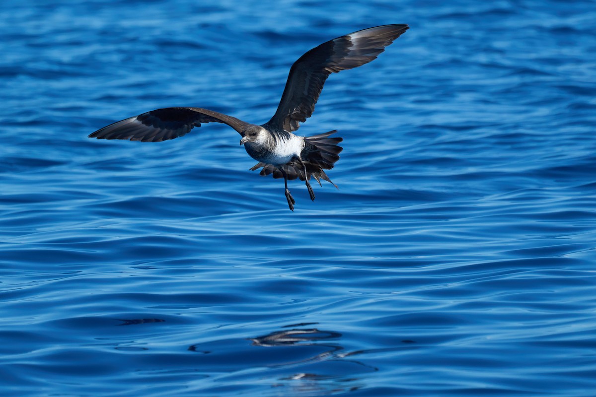 Pomarine Jaeger - ML646383445