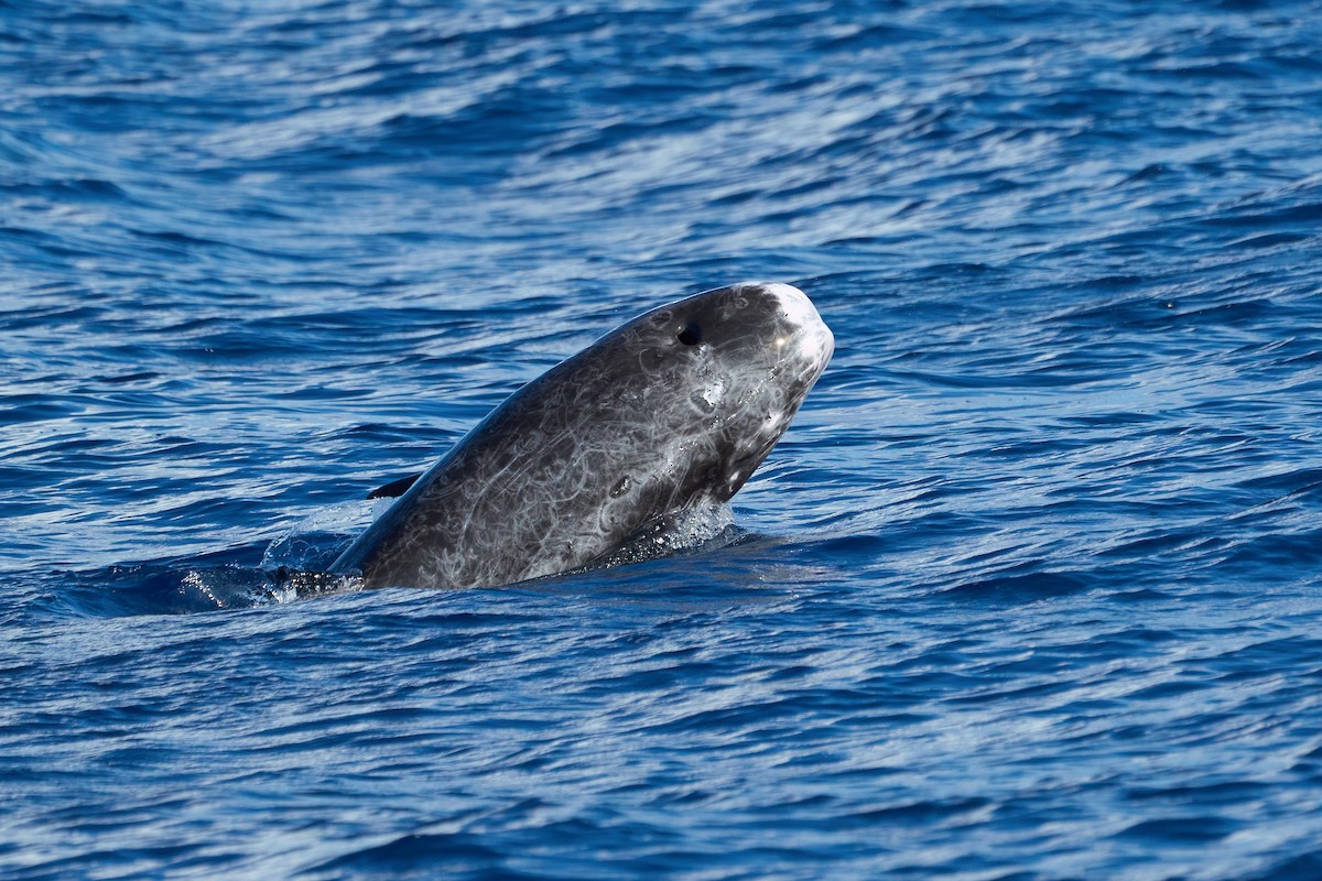 Dwarf and Pygmy Sperm Whales - ML646383450