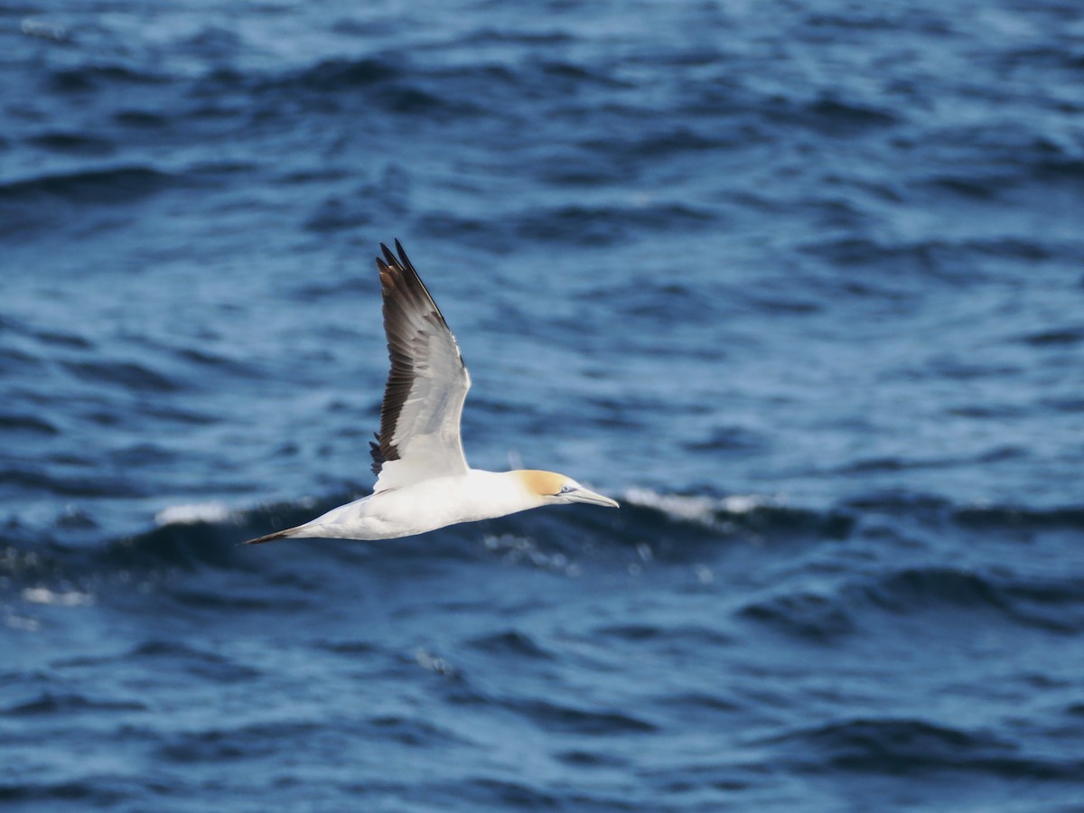 Avustralya Sümsüğü - ML646383451