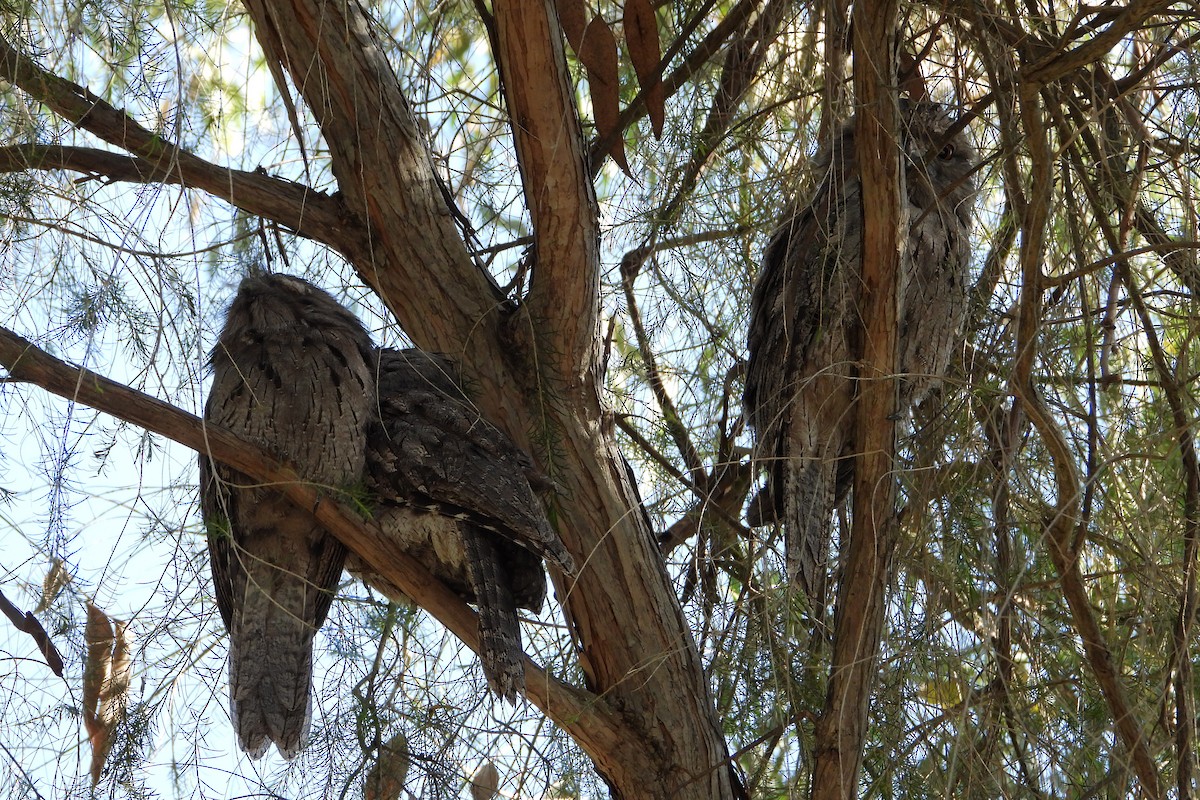 Tawny Frogmouth - ML646383452