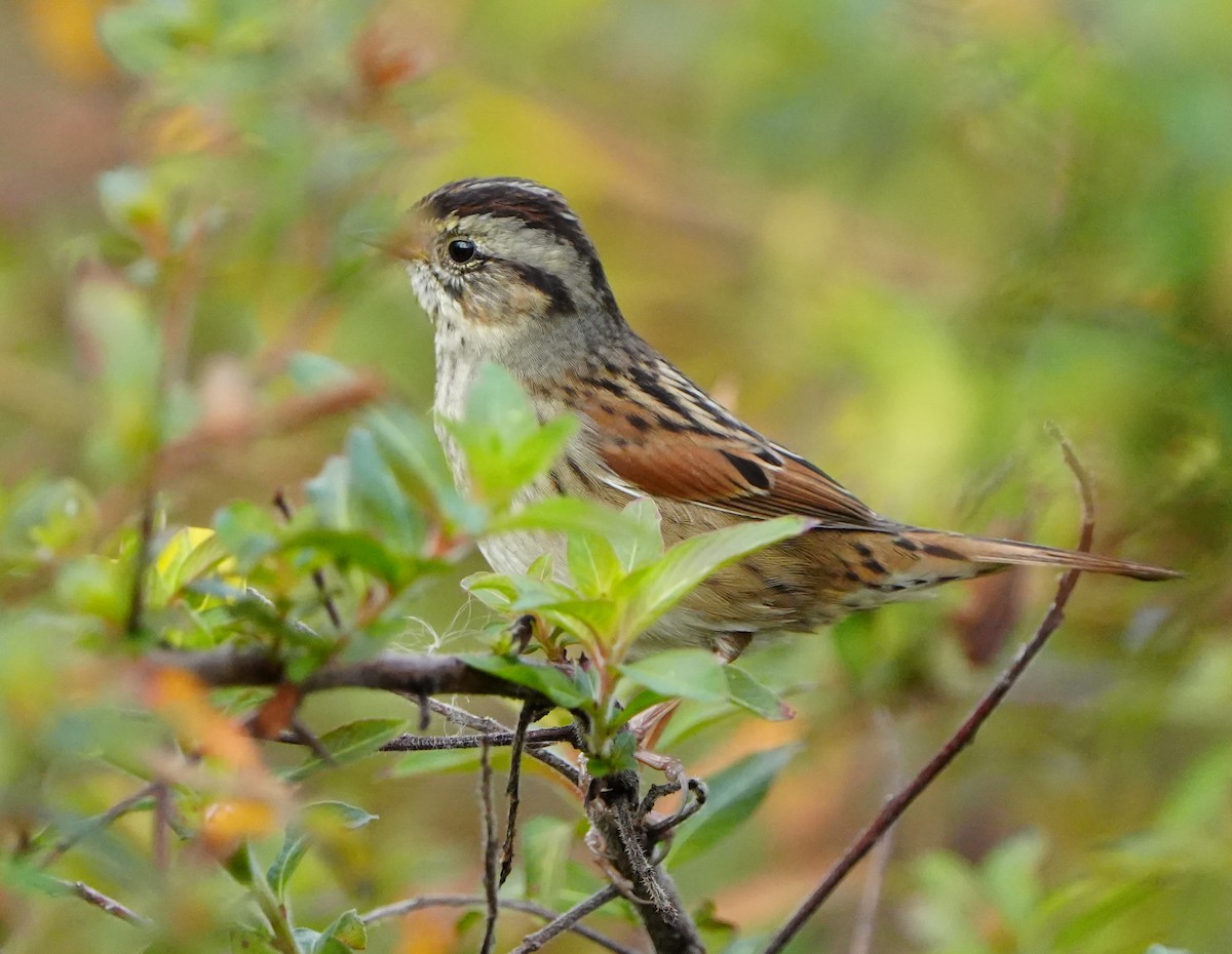 Swamp Sparrow - ML646383453