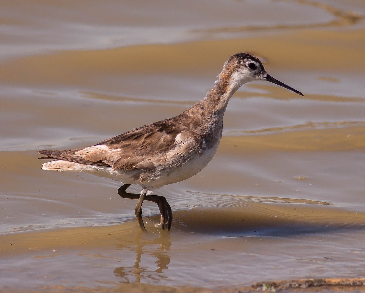 lyskonoh dlouhozobý - ML646383455