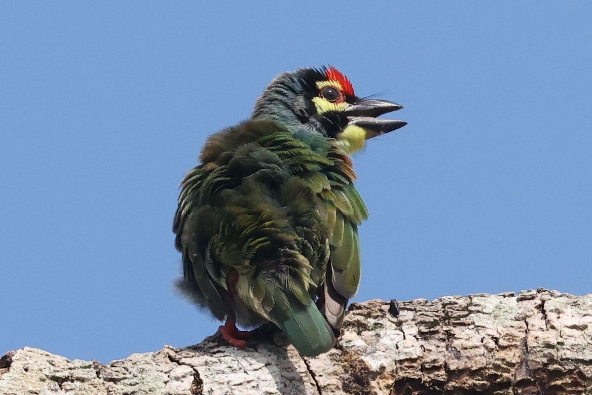 Coppersmith Barbet - ML646383456