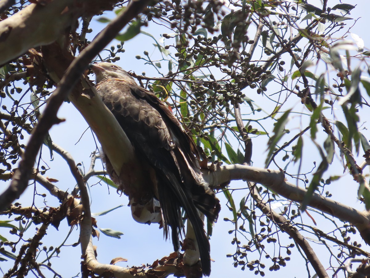 Square-tailed Kite - ML646383458
