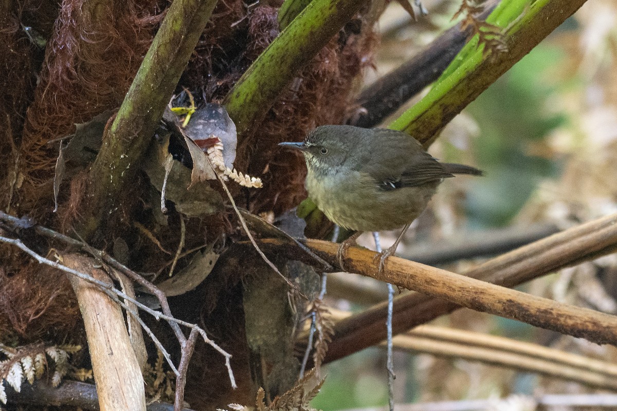 Tasmansericornis - ML646383459