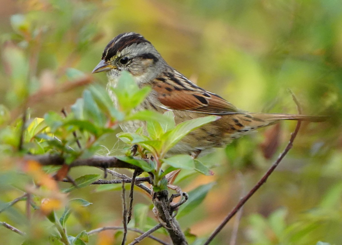 Swamp Sparrow - ML646383460