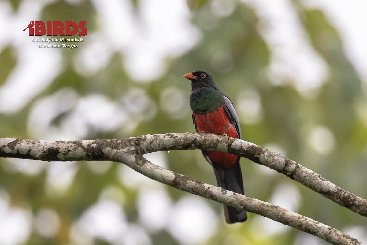 Slaty-tailed Trogon - ML646383463
