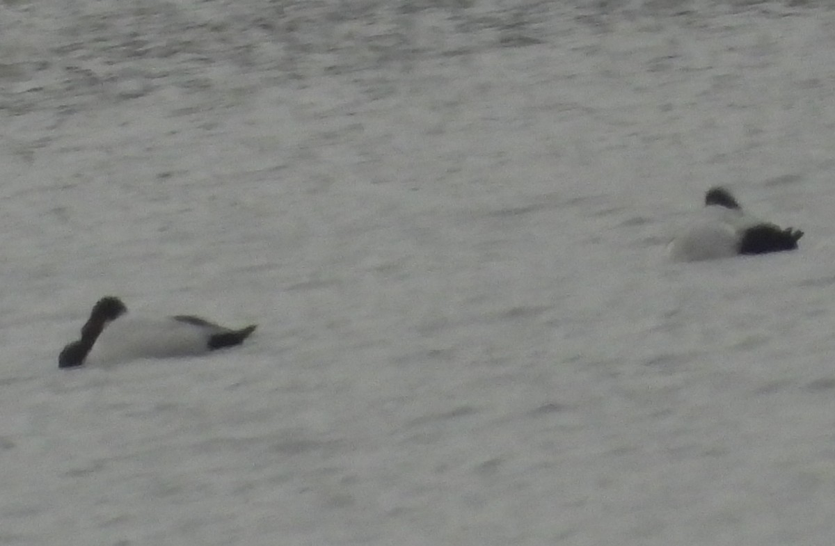 Riesentafelente - ML646383465