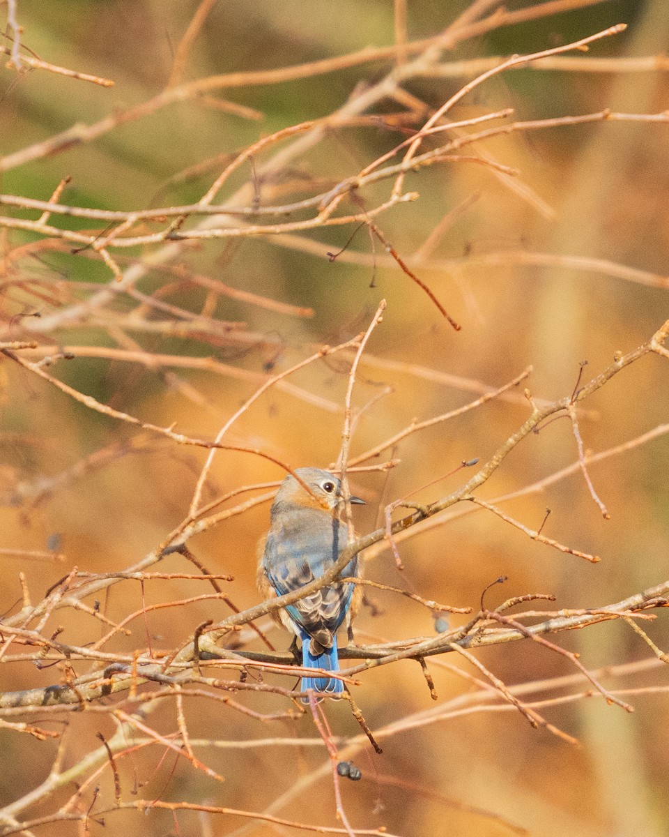 Блакитник східний - ML646383467