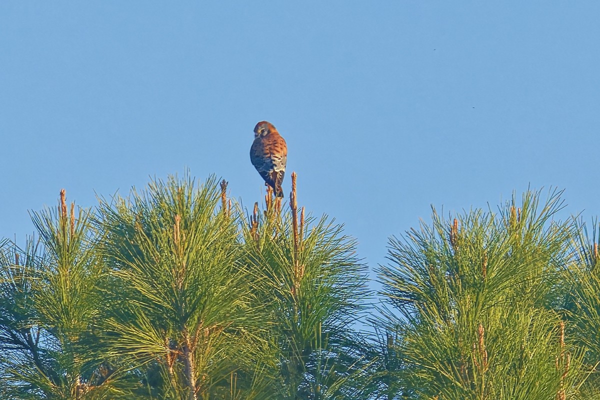 American Kestrel - ML646383468