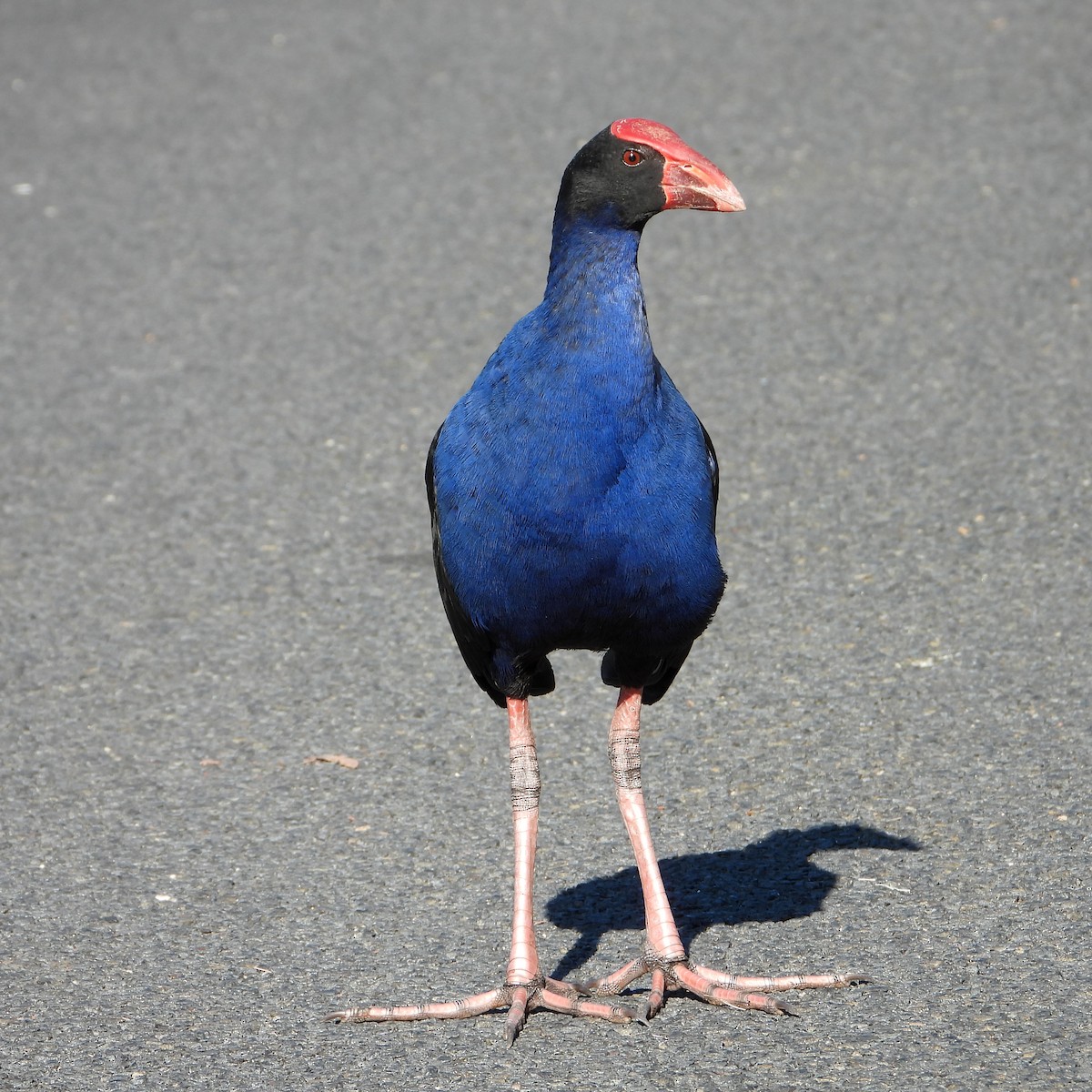 Australasian Swamphen - ML646383469