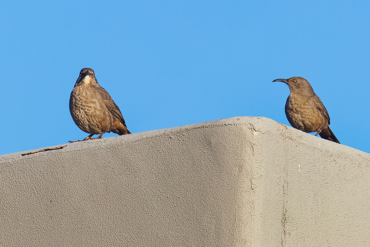 Curve-billed Thrasher - ML646383472