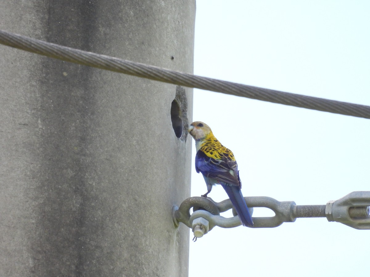 Blasskopfsittich - ML646383473