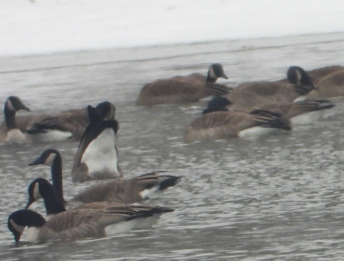 Kanadagans - ML646383476