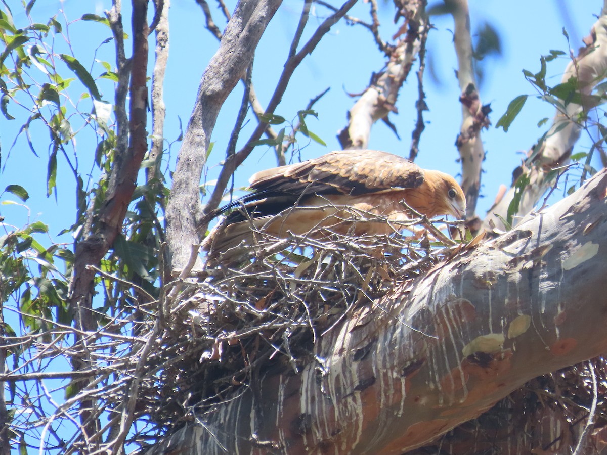 Milanweih - ML646383478