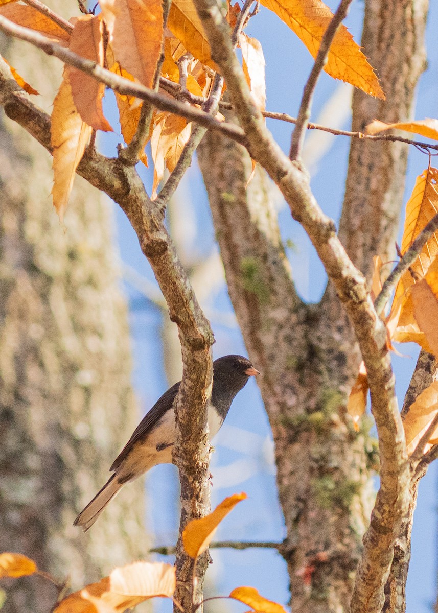 Winterammer - ML646383480