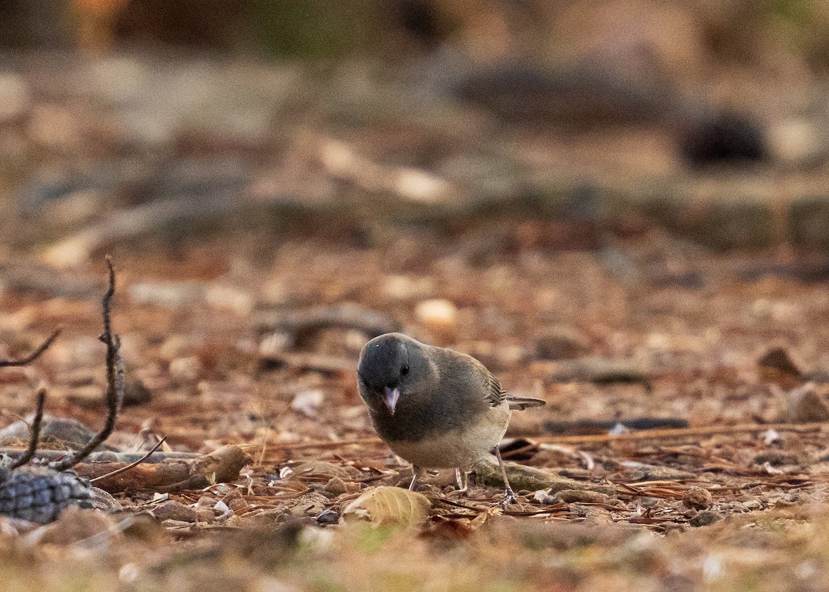 Winterammer - ML646383481