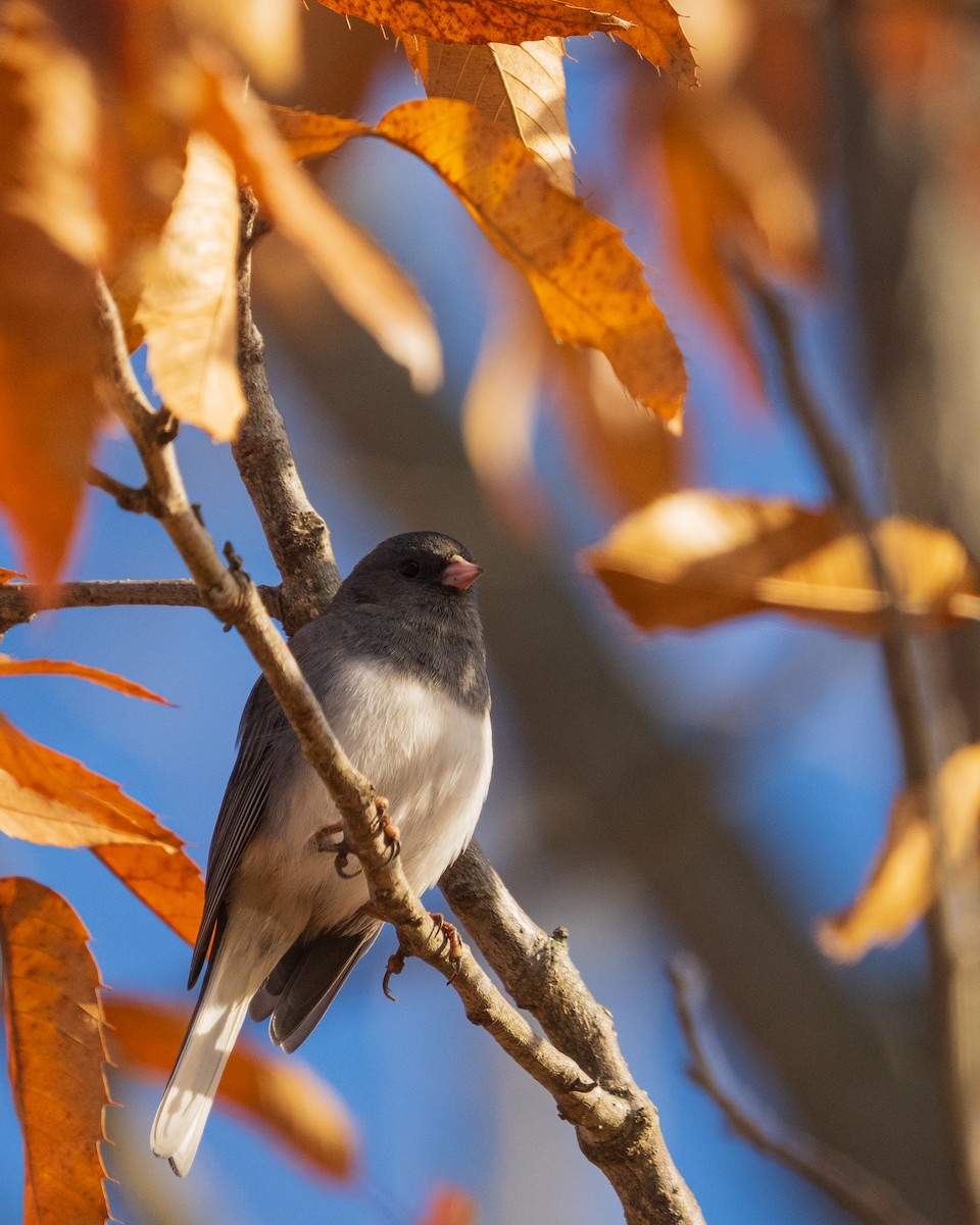 Winterammer - ML646383482