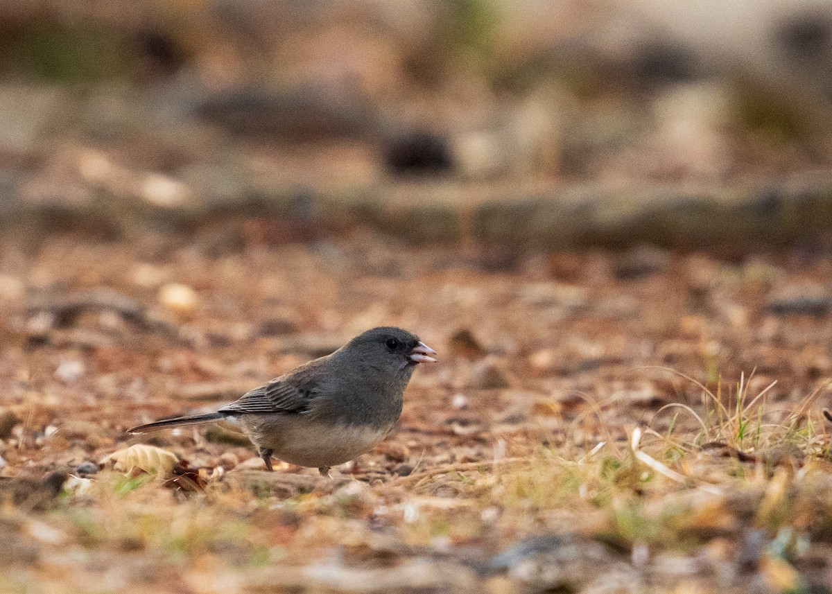 Winterammer - ML646383483