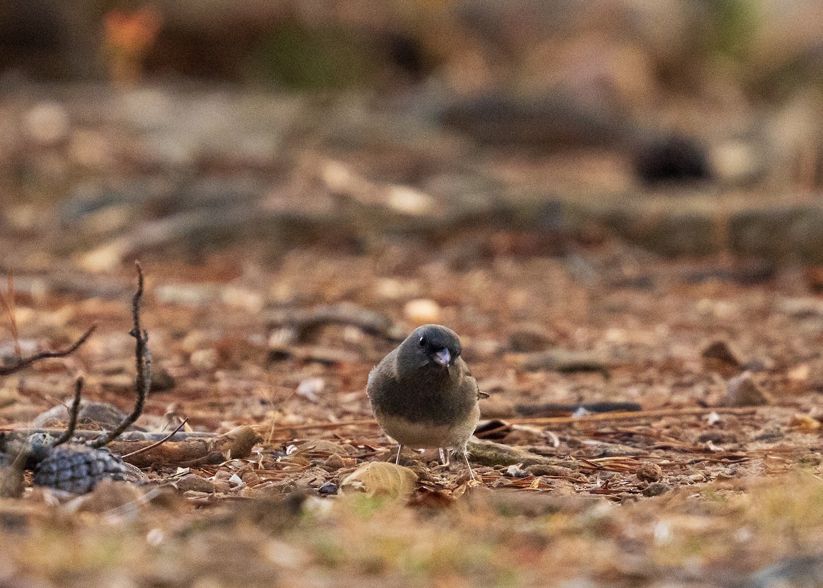 Winterammer - ML646383484