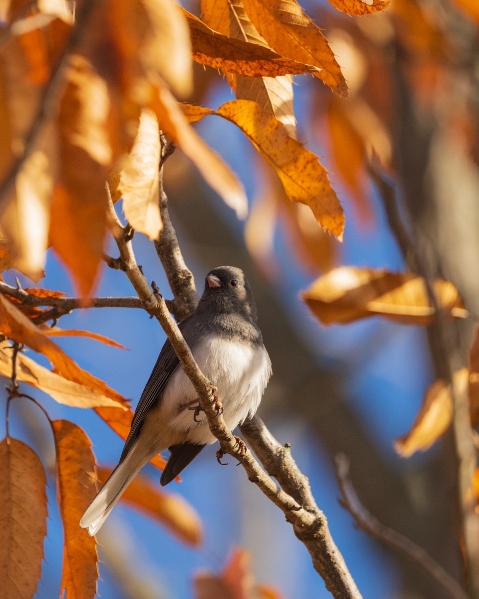 Winterammer - ML646383485