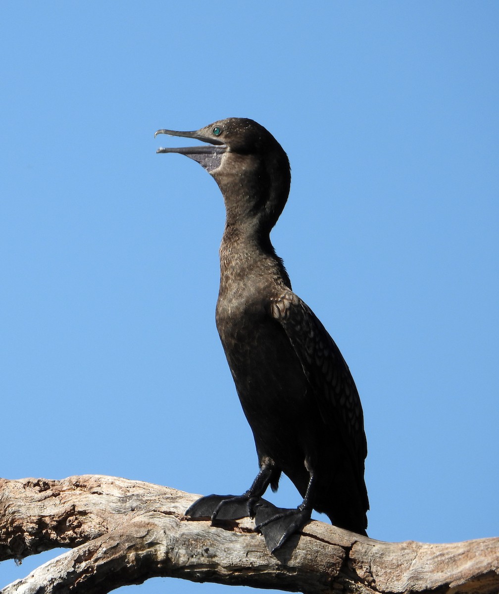 Schwarzscharbe - ML646383486