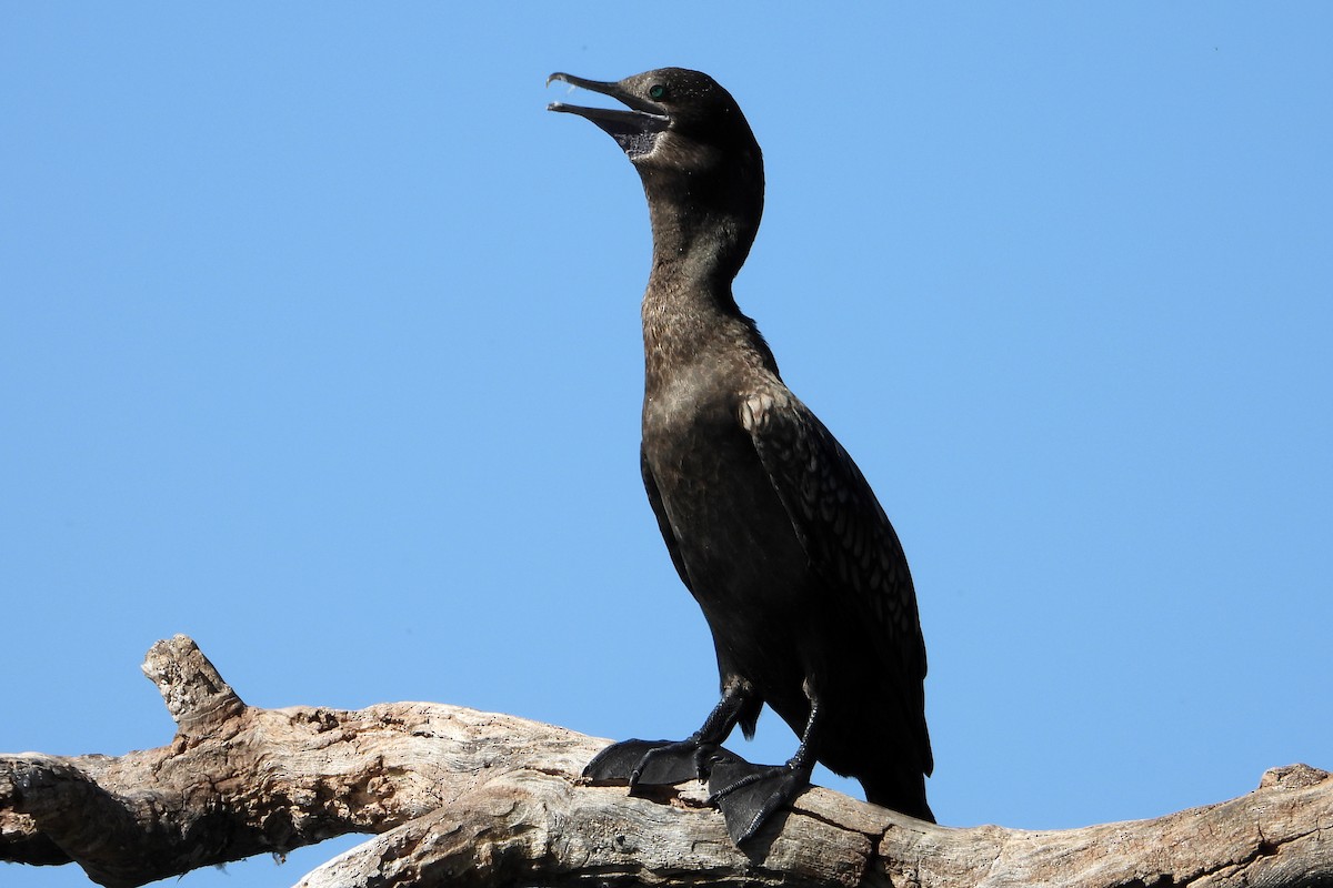 Schwarzscharbe - ML646383487