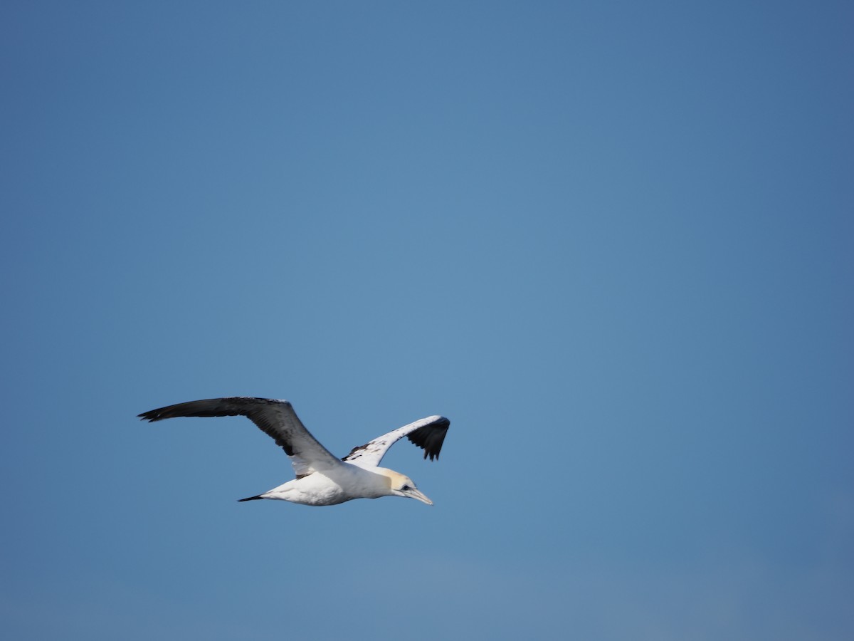 Avustralya Sümsüğü - ML646383488