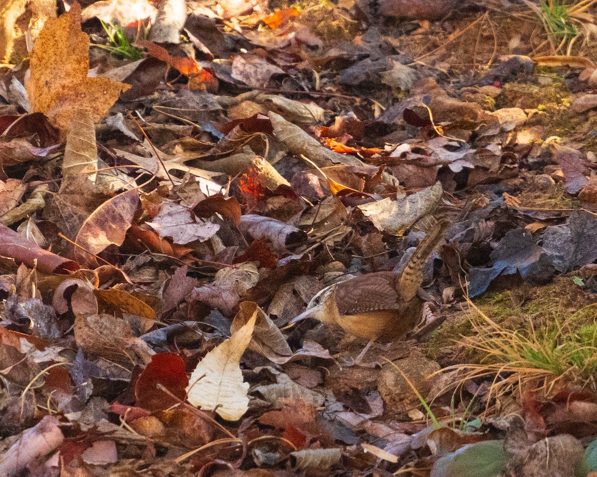 Carolinazaunkönig - ML646383489