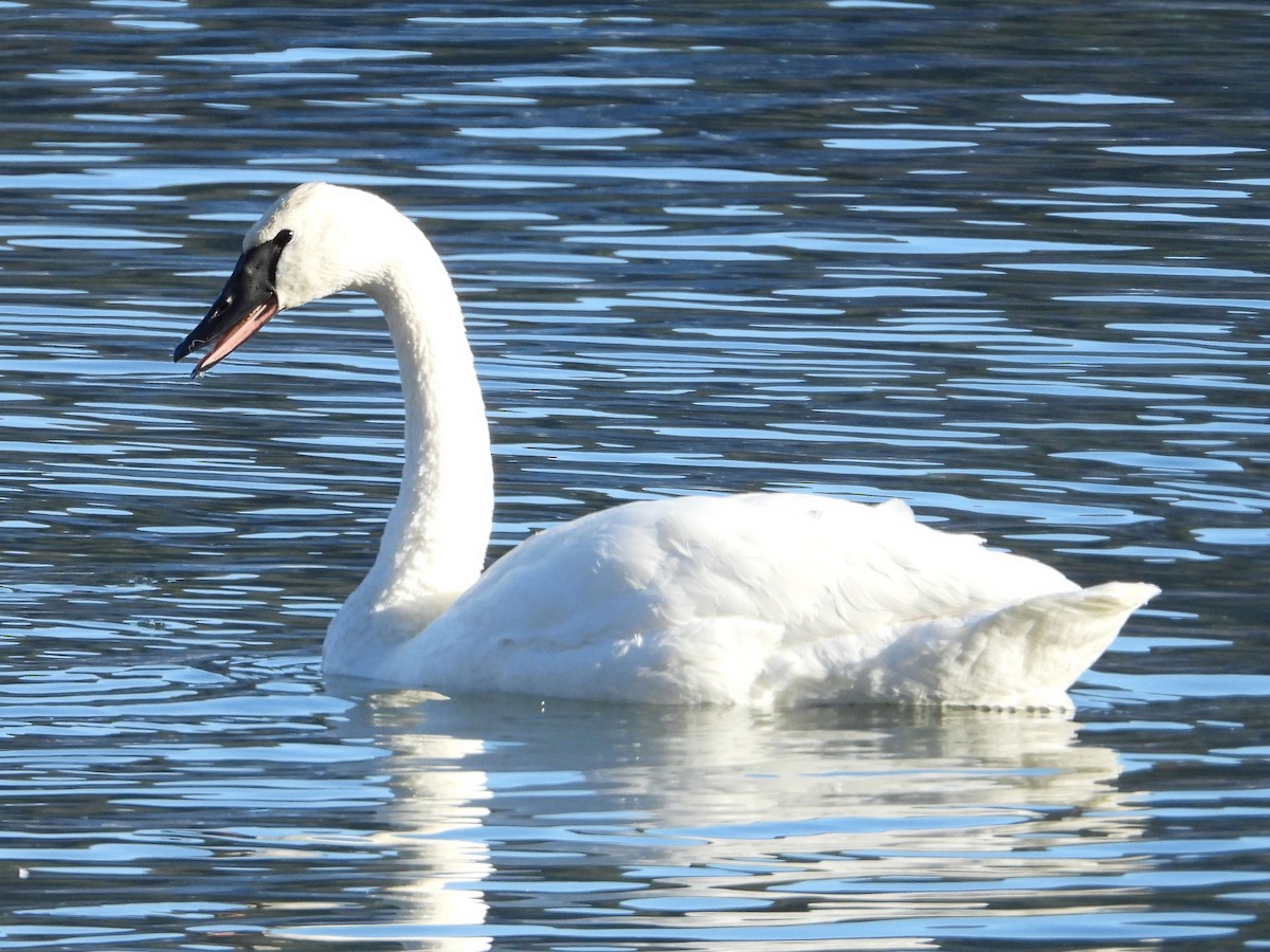 Trompeterschwan - ML646383490