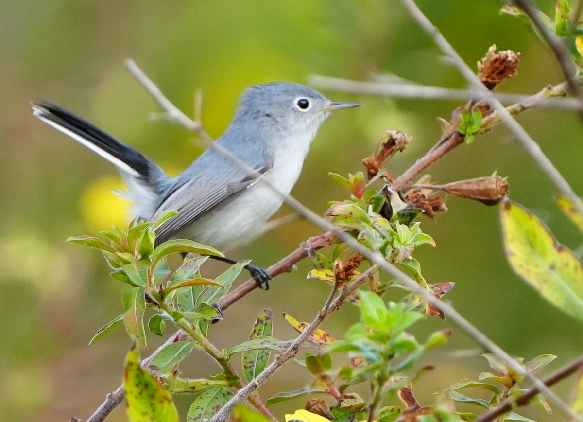 Blaumückenfänger - ML646383491