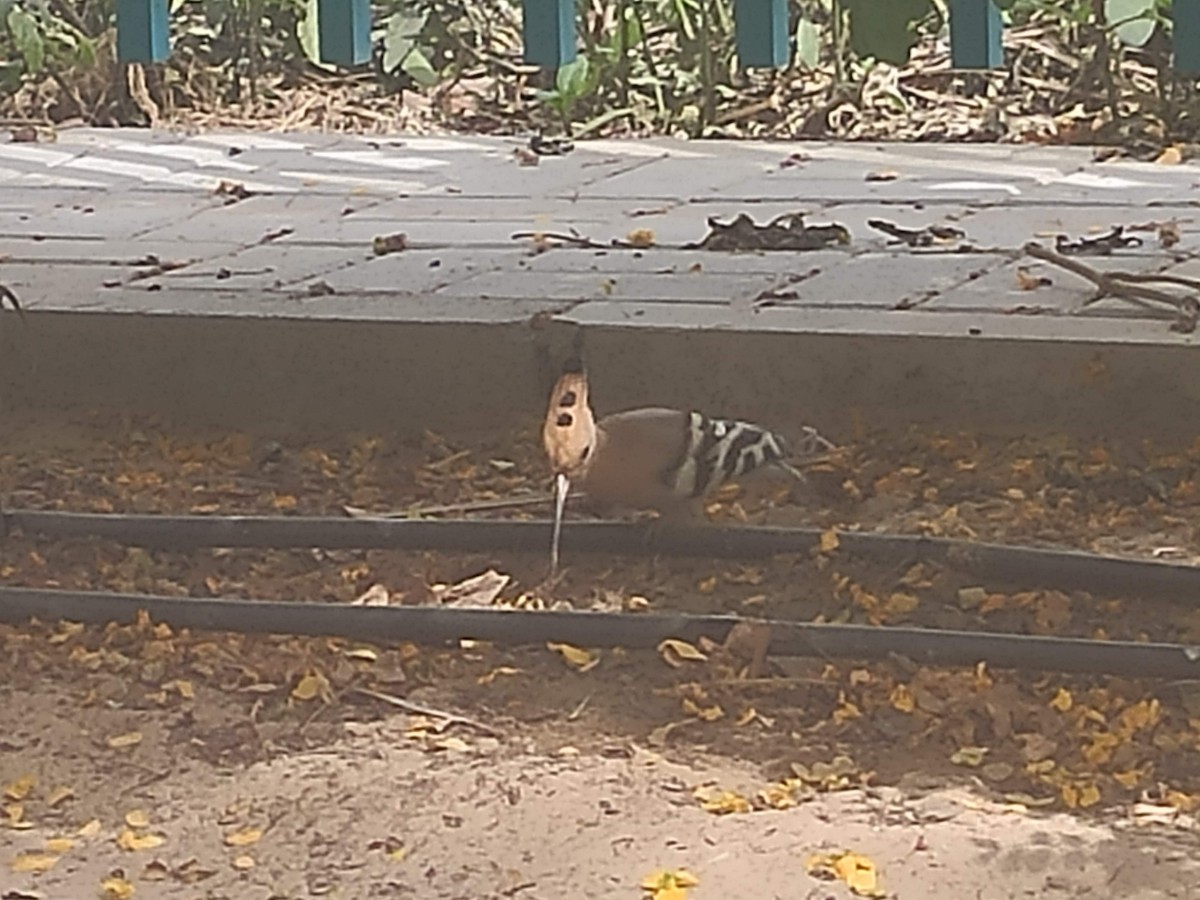 Wiedehopf - ML646383493